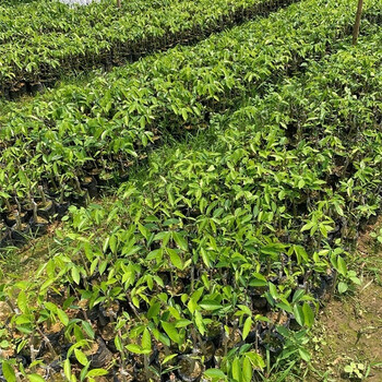 络咚棠轻奢白奇楠沉香苗一代母树嫁接包结香正宗沉香棋楠保结香高抖音