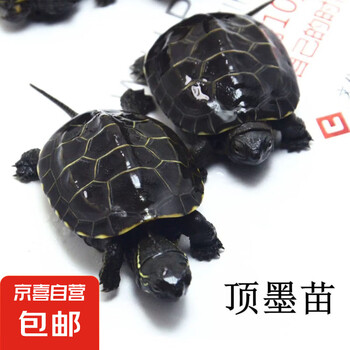 江西顶墨苗活体小乌龟黑腹全墨中华草龟宠物外塘深水龟观赏小龟苗 墨龟中苗（4-5厘米） 1只单身龟