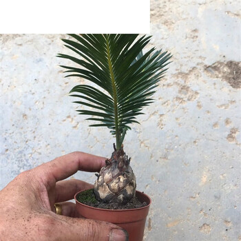 山头林村白鳞铁树苏铁 精品小品花卉盆栽桌上盆景 名稀有植物好成活