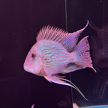 梦茜儿臻龙殿元宝凤凰鱼活体关刀鱼红龙鱼混养配鱼龙配鱼金龙鱼活鱼