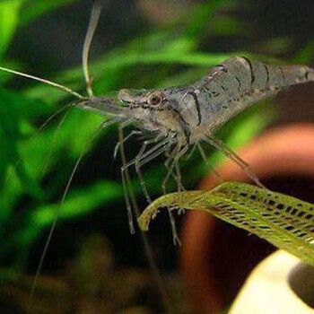 观赏虾花腰虾中华小长臂虾原生清洁虾吃粪便残渣除藻花腰虾8加2只备损