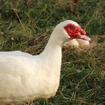 安徽大别山豚鸭红嘴鸭子红头鸭雁鸭腾鸭大番鸭散养土鸭老鸭 白羽老