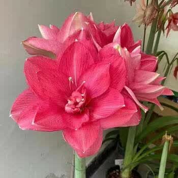 开花】清香型四季开花重瓣朱顶红种球庭院阳台盆栽花卉植物 糖果仙女