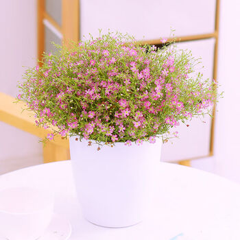 欧芽婚纱满天星花苗盆栽带花发四季开花小叶吉普赛满天星阳台庭院植物