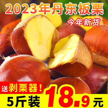 言片光丹东新鲜板栗生板栗生栗子现摘生鲜板栗大果蔬菜 5斤装【】 精选中果（送剥栗爪）