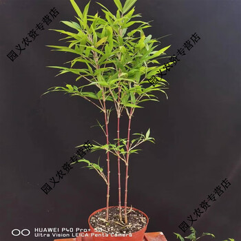 内门竹红寒竹朱竹红竹紫寒竹内门竹红观音竹姬竹翠竹菖蒲草姬 1盆红寒竹3枝杆/高30-600公分 带盆栽好【图片 价格 品牌 报价】-京东