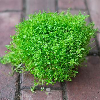 逸棵科西嘉薄荷花苗观叶植物不可食用盆栽阳台庭院四季种绿植桌面小