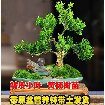 小叶黄杨中珍贵并十分有价值的一种黄杨树,其价格一般在2万元以上小叶