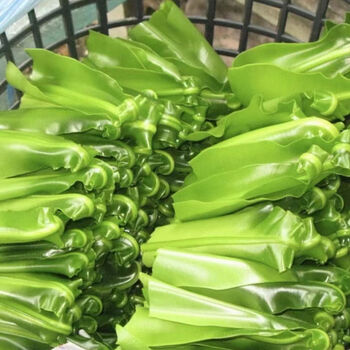 新鲜台湾山苏 台湾山苏叶酒店特色菜山苏菜鸟巢蕨 炒食做汤500g 500g