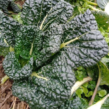 耐寒0下20度黑菜种子土菜四季易种黑油白菜秋季播种耐寒高产黑菜