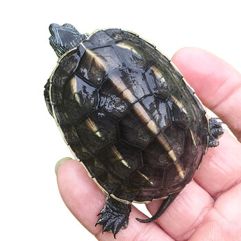 易萌宠物花龟活体珍珠龟活物观赏龟乌龟招财龟活体小乌龟苗花龟912cm