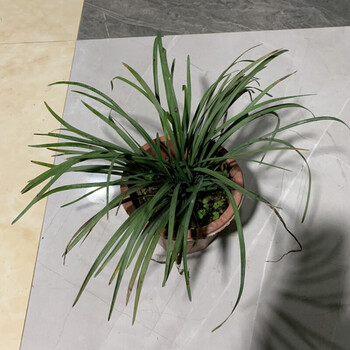 梦动潮汕仙草苗石榴花抹草春草吉祥草三叶草阳台盆栽喜庆吉祥植物春草