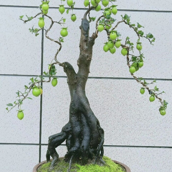 金弹子树桩盆景 黑塔子老桩盆景 两年熟桩 母桩公桩 练手桩一颗