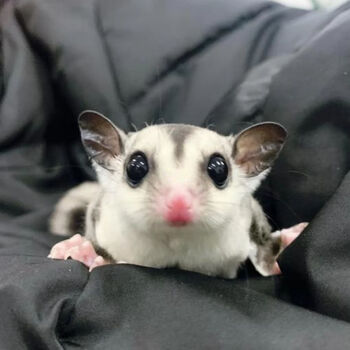 蜜袋鼯活宠蜜袋鼯活体白脸蜜袋鼠密袋幼体大眼小飞侠密袋鼬幼崽公2535