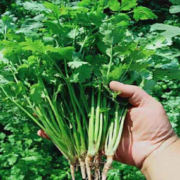 农家自种香菜火锅蔬菜涮菜时令蔬菜批发 一根香菜【一个月后发货】