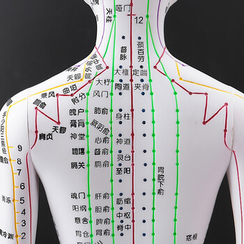 n中医针灸人体穴位模型人体经络穴位图十二可扎针练习教学小铜人彩色
