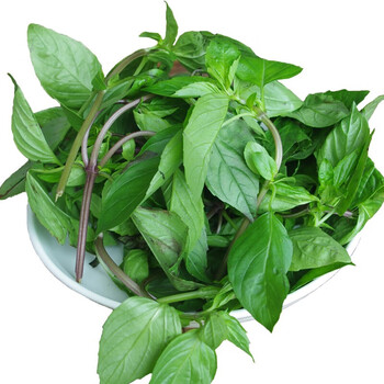 新鲜九层塔金不换冬阴功食材香料菜三杯鸡九层塔500克