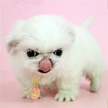 桓瑞宠物纯种宠物狗狗活体京巴犬幼犬幼崽小型犬 宠物级a级 公