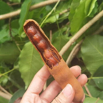 白创唯南滋味酸角大果500g/袋西双版纳特产新鲜甜角云南带壳甜酸角