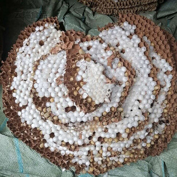 新鲜活体蜂蛹油炸蜂虫马蜂胡蜂地蜂虎头蜂活蜂蛹 新鲜活体蜂蛹(带巢)