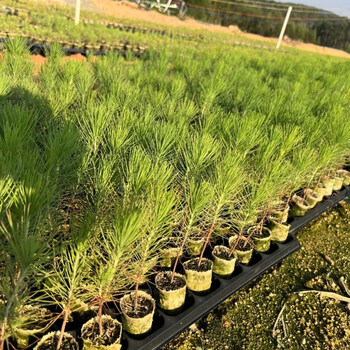 江影清湿地松树苗美国松割油松松树苗虫松木苗庭院绿化 湿地松15公分