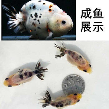 zxc奶牛水墨兰寿金鱼活鱼冷水观赏鱼苗五花寿红白黑兰寿精品包活好养