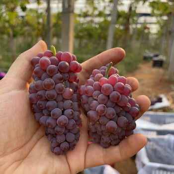 莱庐吉娃娃葡萄 新鲜袖珍葡萄当季无籽纯甜葡萄孕妇水果礼盒 优选 2斤