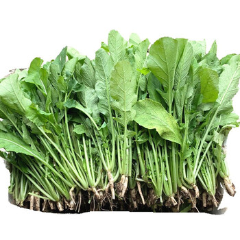 新鲜萝卜叶子 萝卜缨子菜 萝卜苗 1500克【图片 价格 品牌 报价】-京