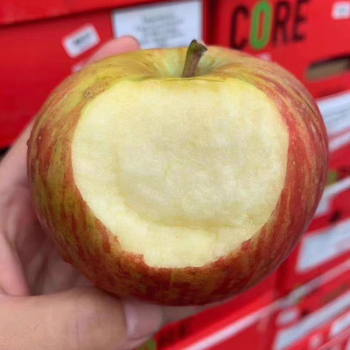 南非进口冰糖小苹果当季时令新鲜水果嘎啦富士加力牛顿苹果2斤