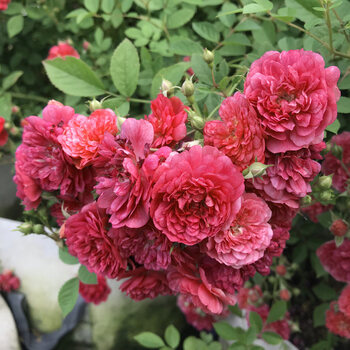 玫瑰月季花多花藤本蔷薇月季爬藤月季花苗 玫红伊甸园-藤本(z10盆栽)
