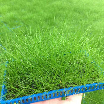 水族鱼缸活体水草前景草坪新珍珠爬地草皮挖耳迷你矮叉柱花牛毛草坪1盒 长14宽8cm 图片价格品牌报价 京东 水族鱼缸活体水草前景草坪新珍珠爬地草皮挖耳迷你矮叉柱花牛毛草坪1盒 长14宽8cm 图片价格品牌报价 京东