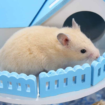 麦叮卡 小仓鼠活体幼体金丝熊活物宠物鼠异宠活体 米熊 白熊