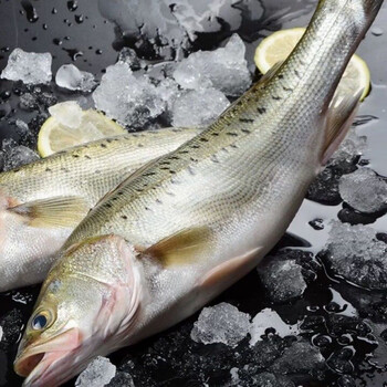踏梅开背新鲜海鲈鱼冷冻海鲜鲜活鲈鱼去内脏免洗免杀 海鲈鱼1.3~1.5斤