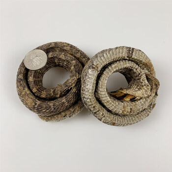 蝮蛇中药材100克养生土公蛇 七寸子 蝮蛇干非开膛复蛇打粉