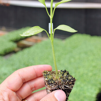 寿禾砧木种子树桩嫁接种籽东洋强势砧木种子辣椒专用50粒