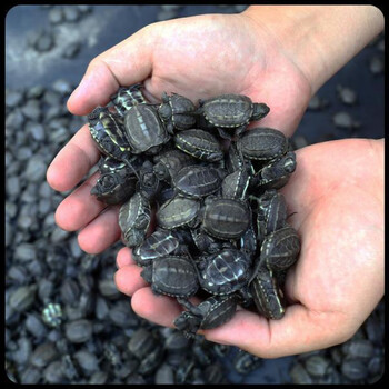 木珠缘 中华草龟苗观赏龟金线龟黑腹钱龟宠物乌龟墨龟苗宠物小乌龟 一