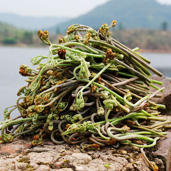 贵州新鲜现摘甜蕨山拳头菜猫爪菜厥菜蕨苔8斤装泡沫箱冰袋