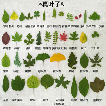 塑封膜植物标本制作透明膜押花叶子保护膜防潮树叶手工粘贴过塑膜礼品