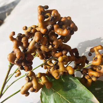 拐枣新鲜生吃万寿果枳椇子鸡爪梨龙爪果金钩子半干3斤带枝