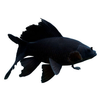 黑彗星黑草金黑锦鲤锦鲫冷水观赏鱼黑金龙凤锦鲤长短尾好养 17-19公分