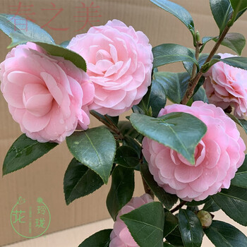 带花苞浓香型茶花树庭院室内好养五色赤丹茶花树苗花卉植物 玉玲珑 10