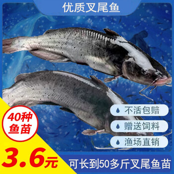 瑾伦叉尾鮰鱼苗淡水活体养殖斑点鮰鱼苗钳鱼苗好养冷水观赏放生鱼苗叉