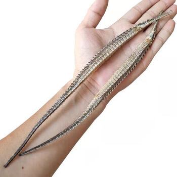 海龙干货男性公母一对泡酒六角大海龙泡酒野生海燕海星野生六角大海龙