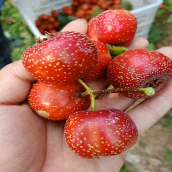 新鲜山楂果5斤山楂鲜果鲜山楂现摘大山楂大金星酸甜山楂果5斤 5斤精选