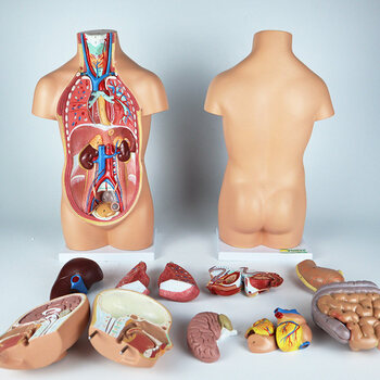 医学款丨人体解剖模型可拆卸内脏器官结构全身教学仿真骨骼骨架50cm无