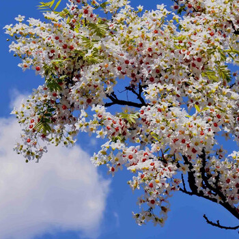 光随我意文官树又叫状元花文官树状元花文冠花树苗文寇花树 优质树苗2