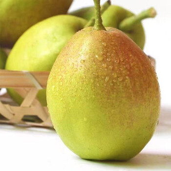 新疆香梨酥梨整箱10斤净重859斤