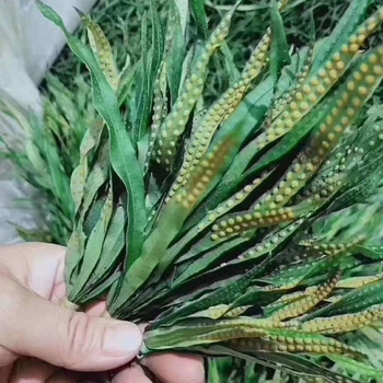 天然肾精草长白山东北野生肾精草男女养生泡水化石草五宝草新货 250克