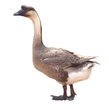 广东黑棕鹅5斤农家散养新鲜大鹅肉整只3斤活体现杀现发生态养殖肉质鲜