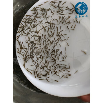 桂花鱼诱饵活体小鱼仔 饲料鱼一箱1500条